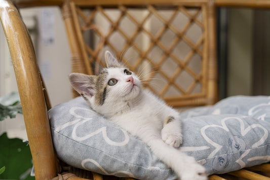 Coussin pour chat : large choix de paniers et lits confortables - Abracada'Cat