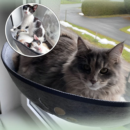 Hamac pour chat à ventouses CuppingSun™ offre un confort spacieux